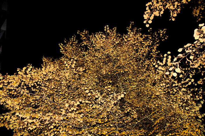 tree, golden leaves